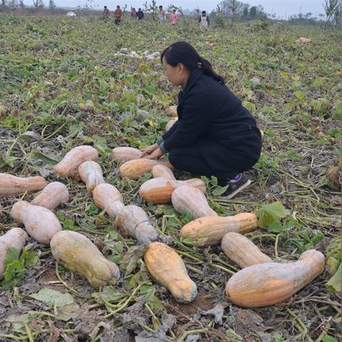 郏县天气预报（郏县天气预报30天）