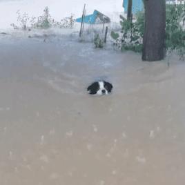 郑州特大暴雨(郑州特大暴雨调查报告全文) 郑州特大暴雨(郑州特大暴雨调查报告全文)